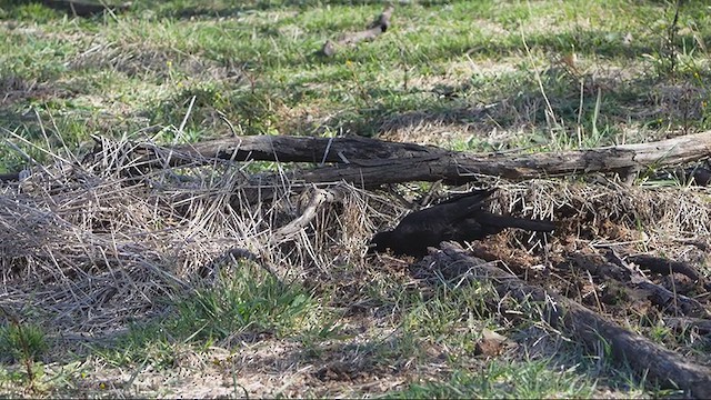 White-winged Chough - ML636686689