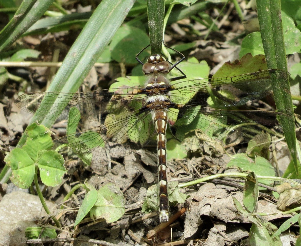 Stream Cruiser - ML636686705