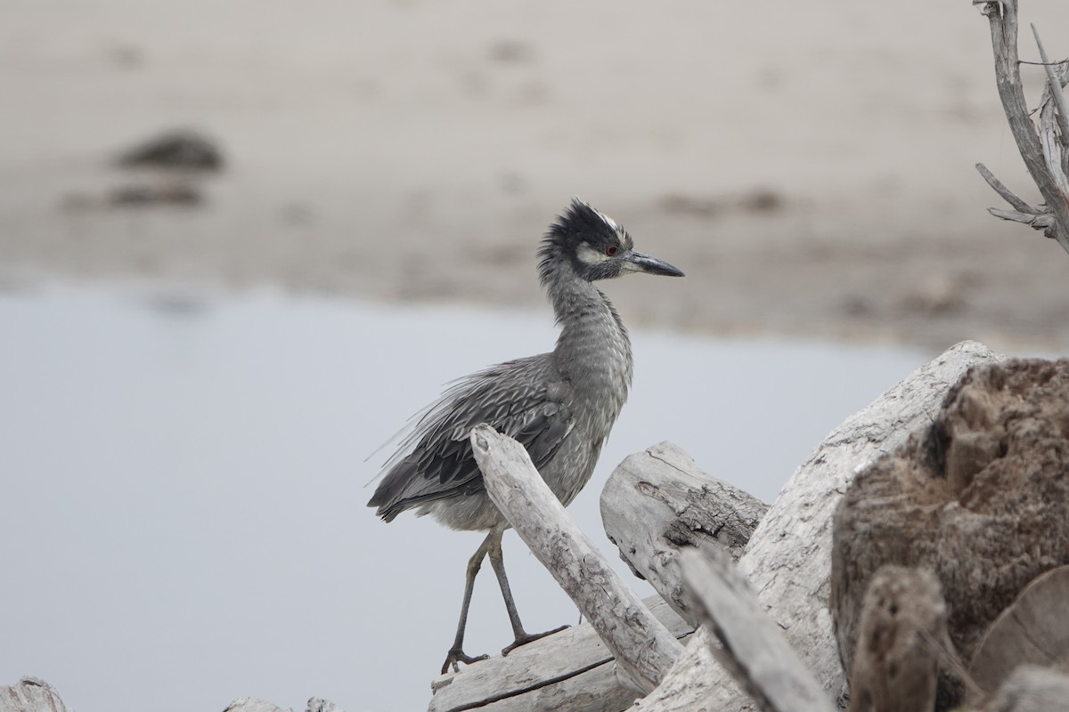 Yellow-crowned Night Heron - ML636686709