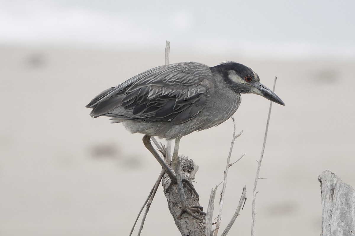 Yellow-crowned Night Heron - ML636686716