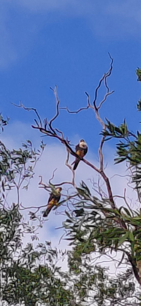 Bat Falcon - ML636686751