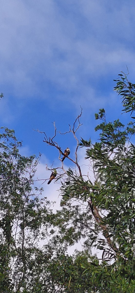 Bat Falcon - ML636686762