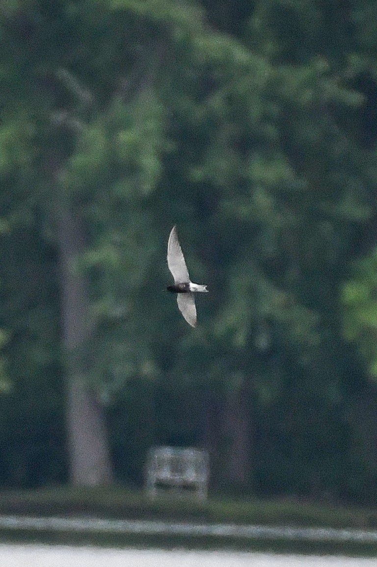 ハシグロクロハラアジサシ - ML636686783