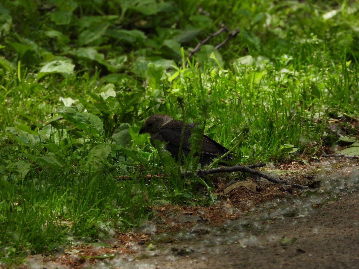 コウウチョウ - ML636686790