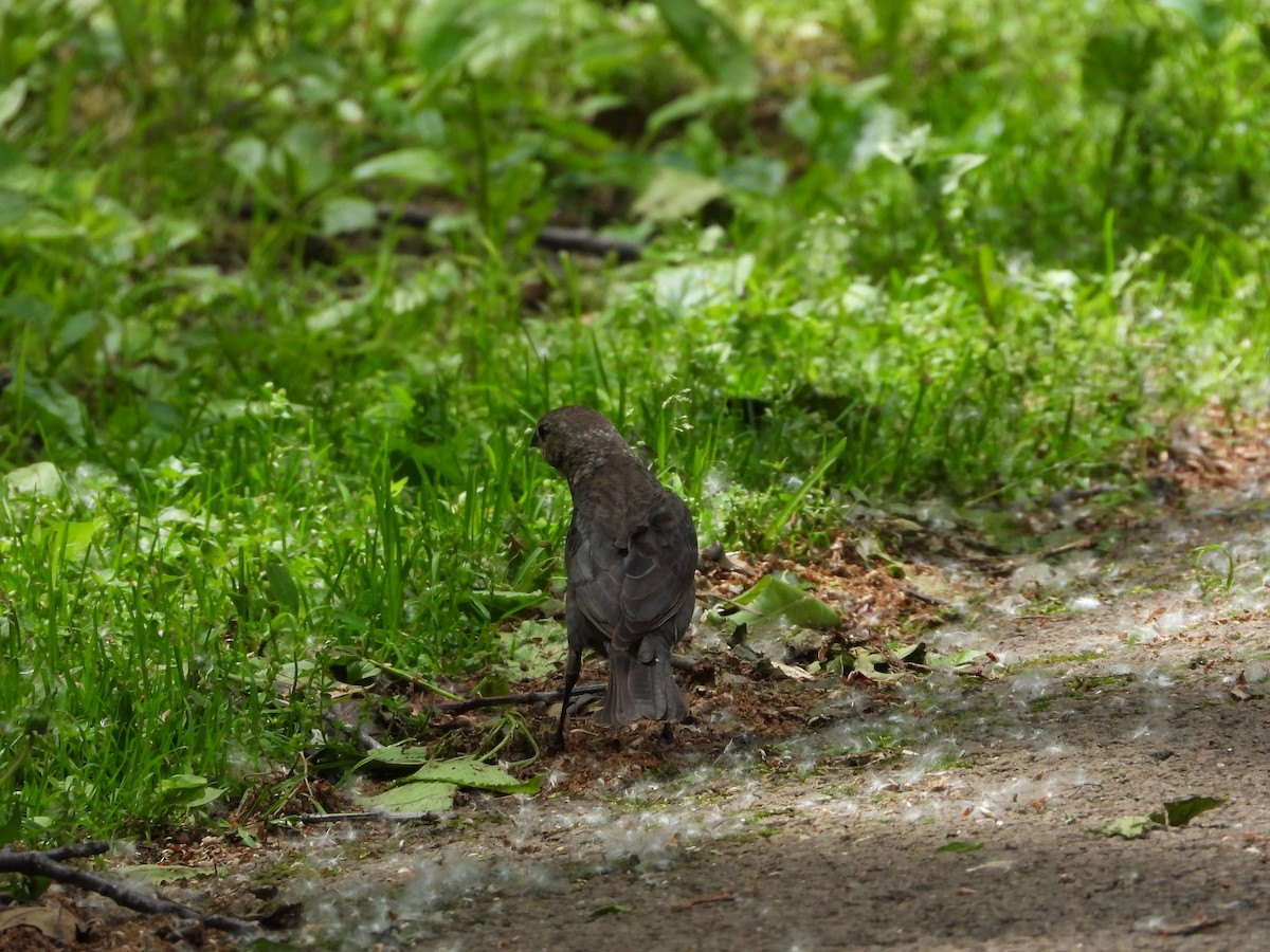 コウウチョウ - ML636686793