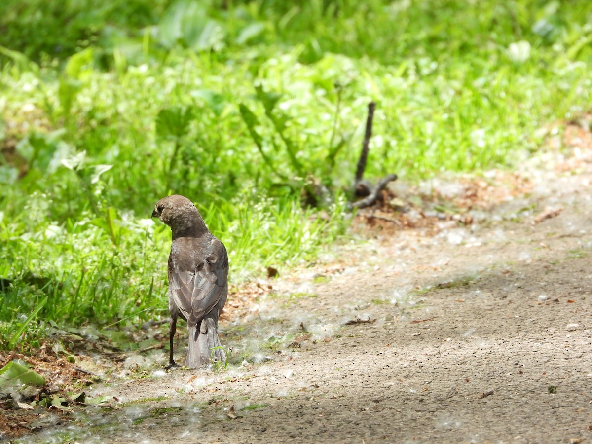 コウウチョウ - ML636686794