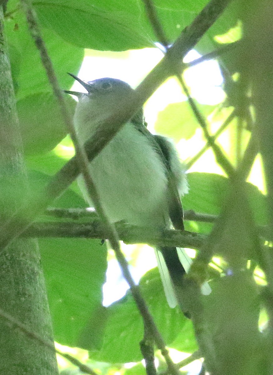 Blue-gray Gnatcatcher - ML636686807