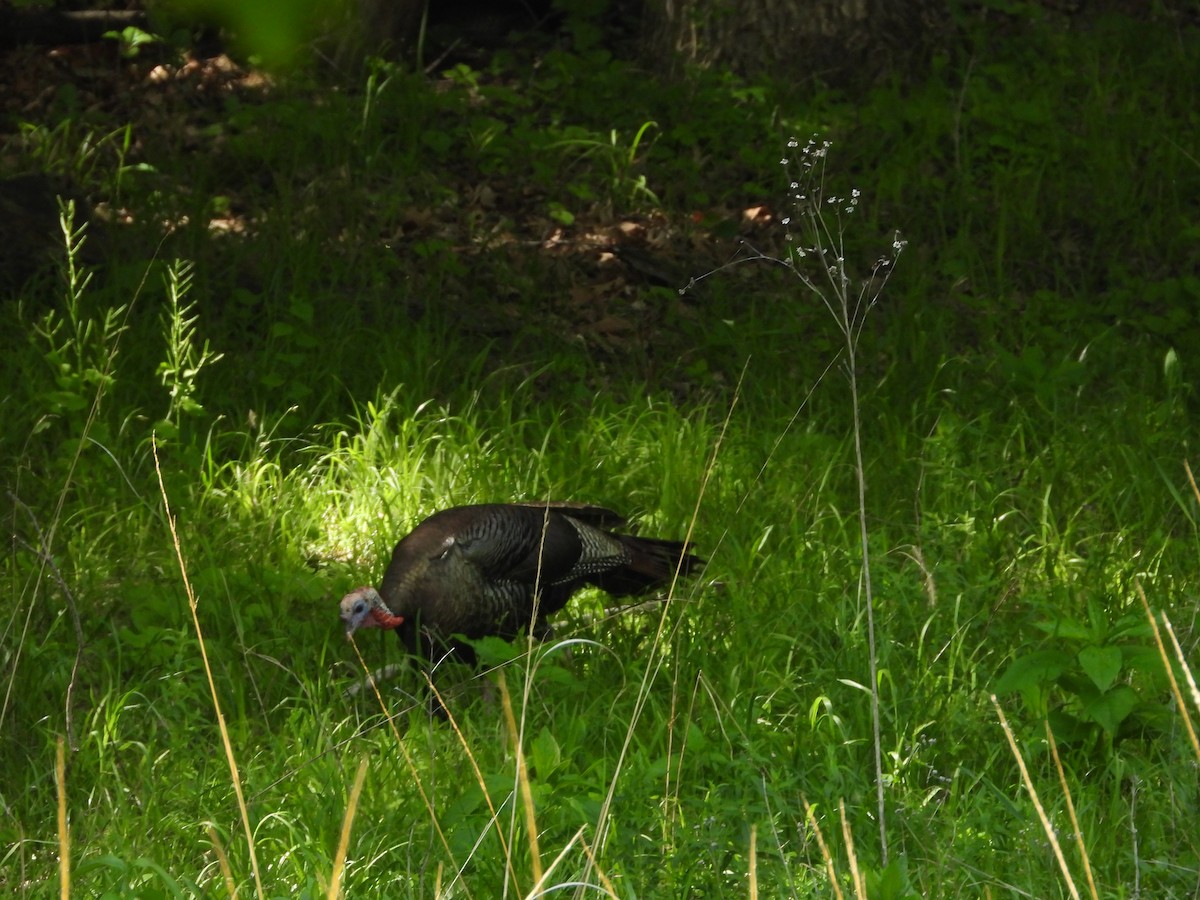 Wild Turkey - ML636686821