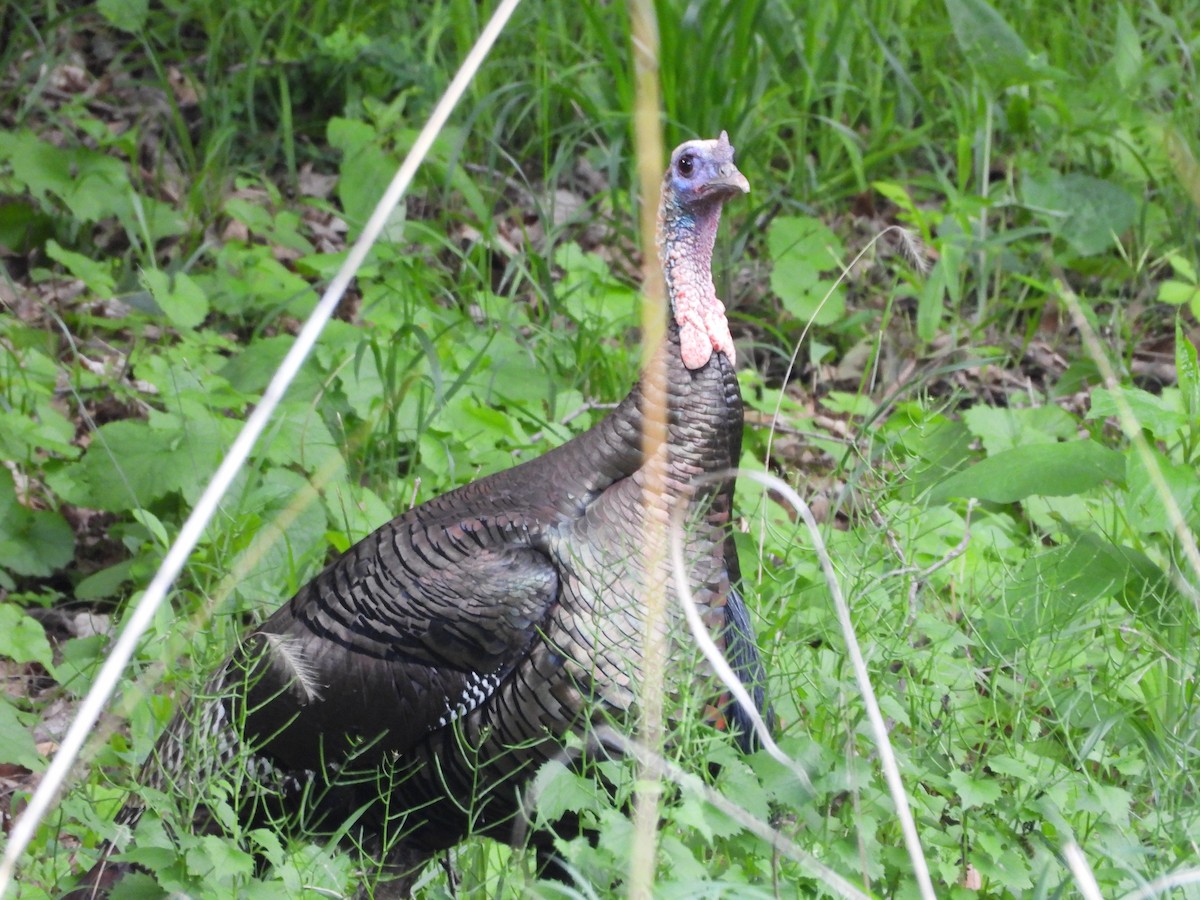 Wild Turkey - ML636686822