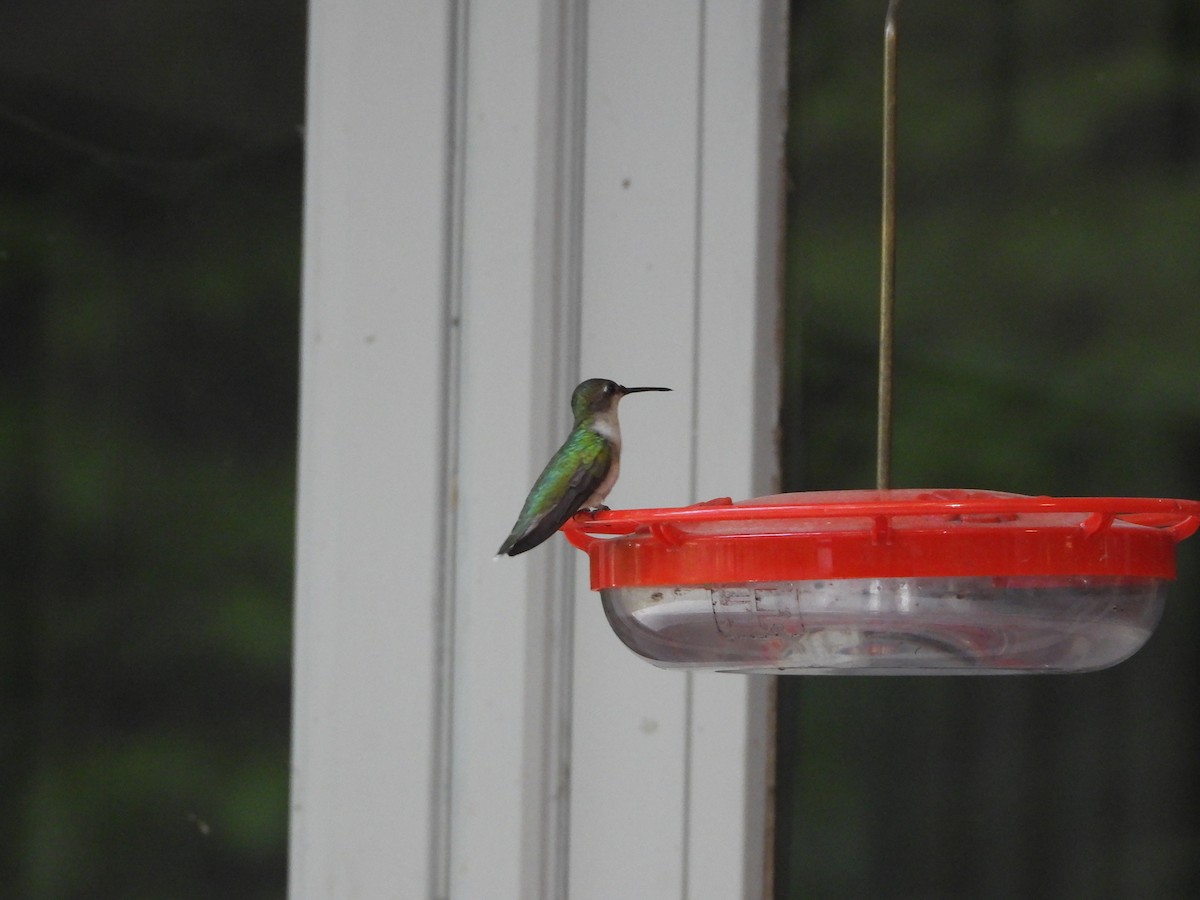 Ruby-throated Hummingbird - ML636686823