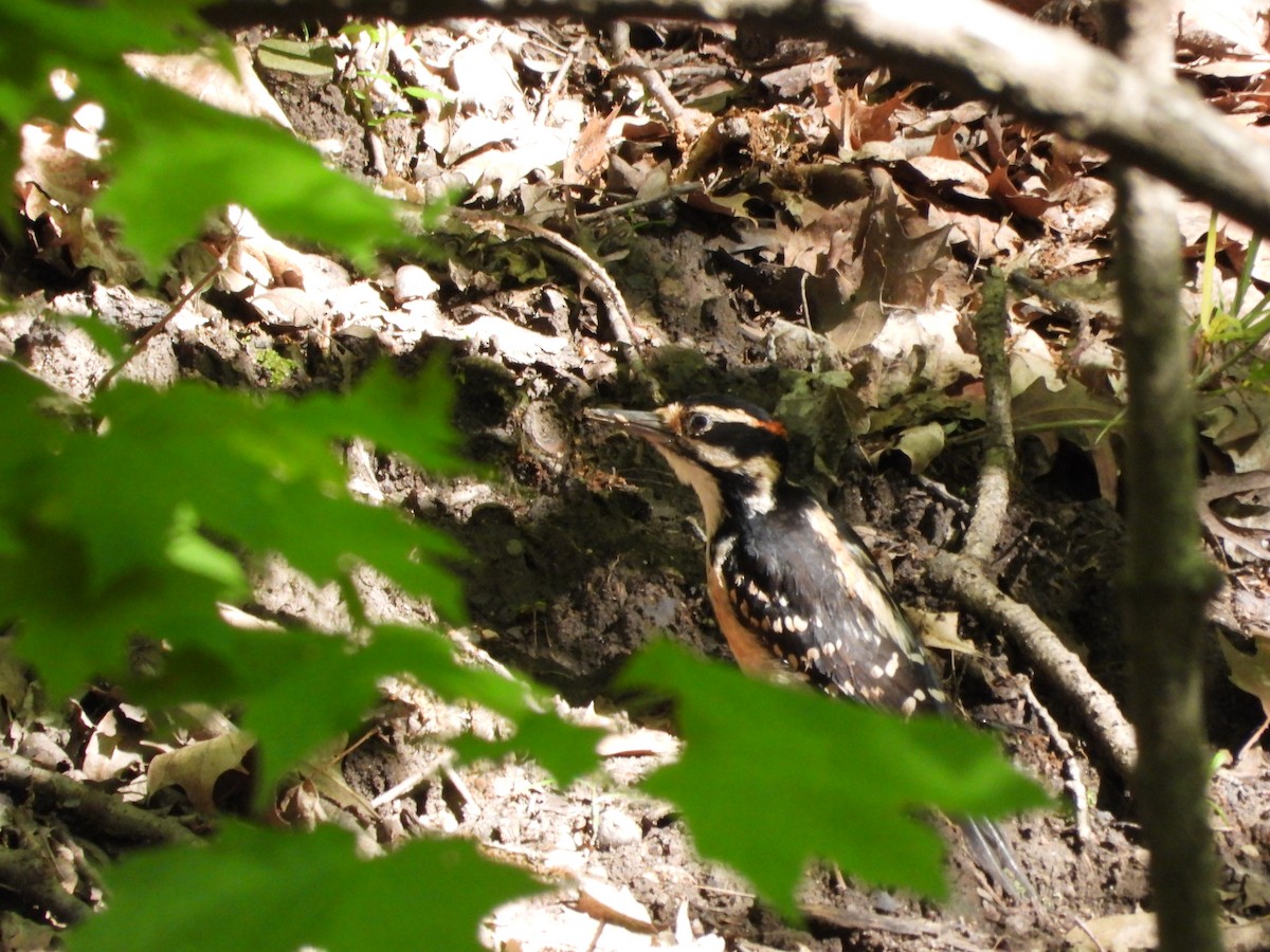 Hairy Woodpecker - ML636686825