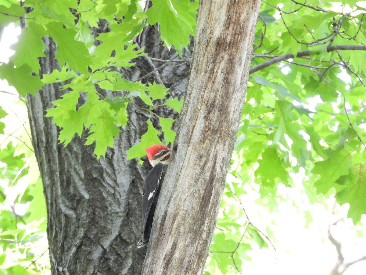 Pileated Woodpecker - ML636686831