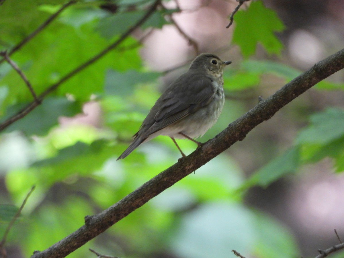 Swainson's Thrush - ML636686846