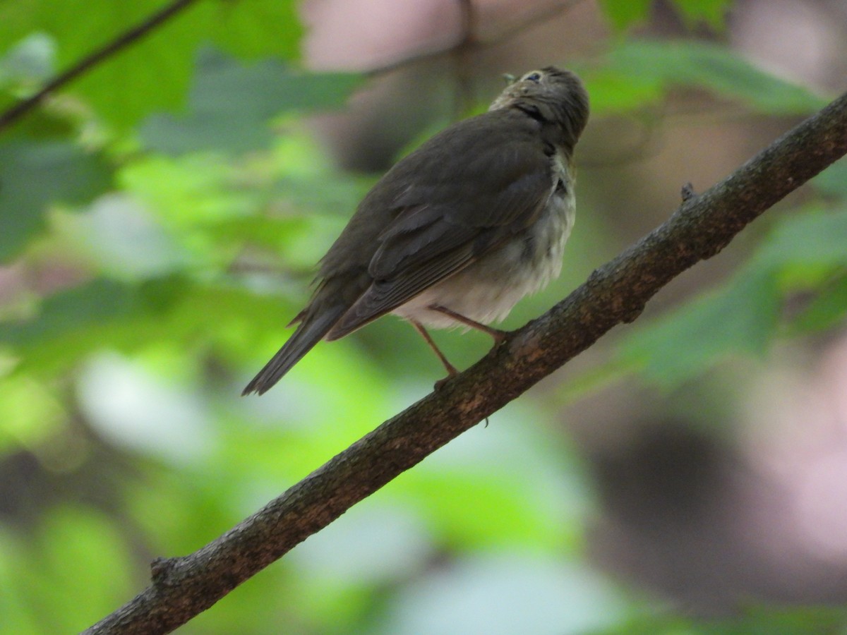 Swainson's Thrush - ML636686847