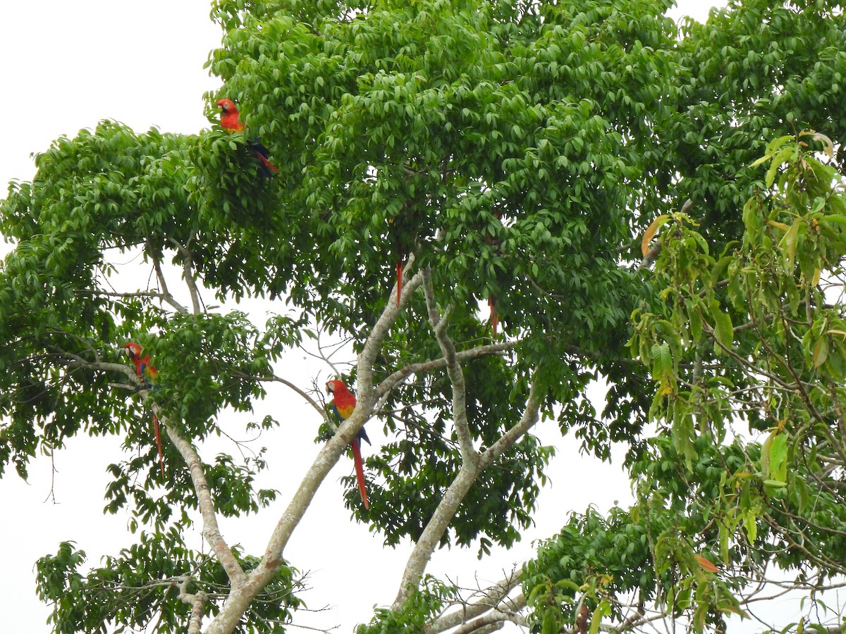Scarlet Macaw - ML636686896
