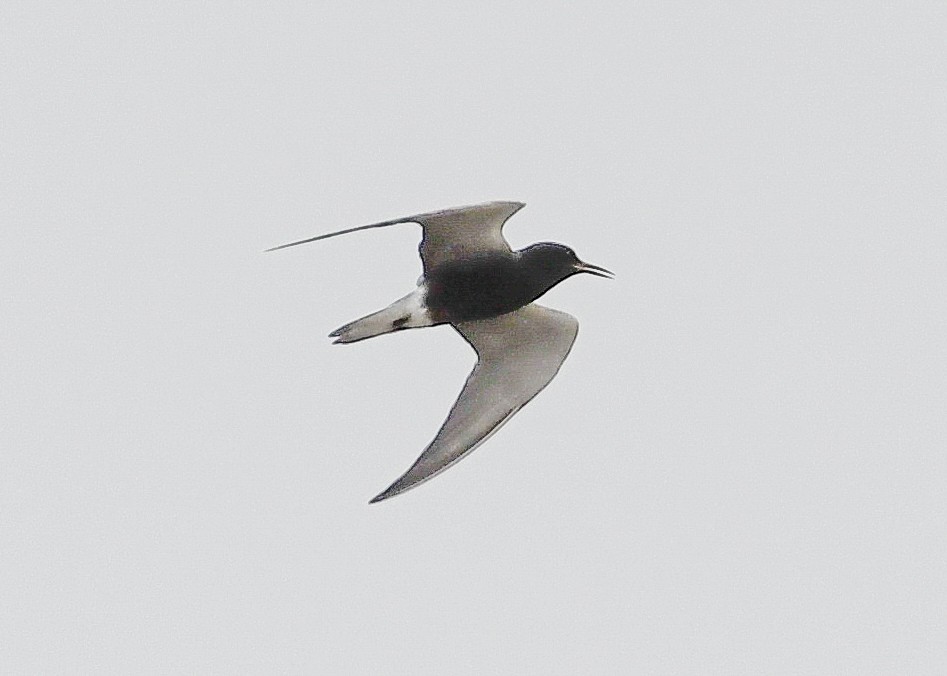 Fumarel Común - ML636686907