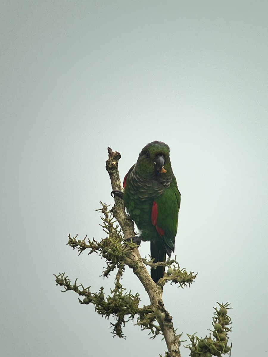 pyrura hnědoocasý (ssp. pacifica) - ML636687419