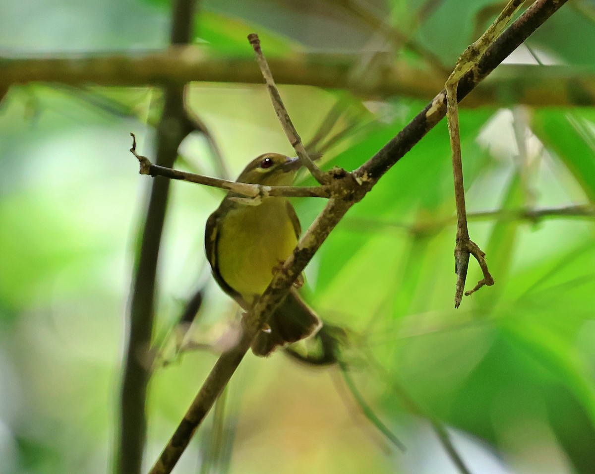 Brown-throated Sunbird - ML636687454