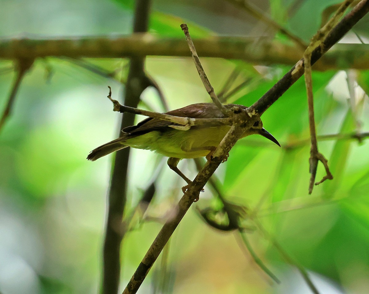 Brown-throated Sunbird - ML636687456