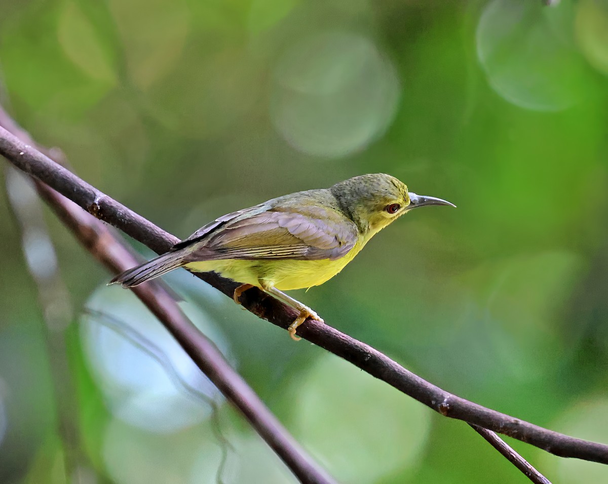 Brown-throated Sunbird - ML636687458