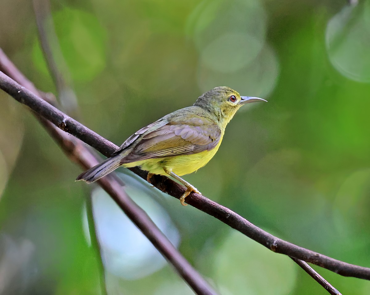 Brown-throated Sunbird - ML636687460