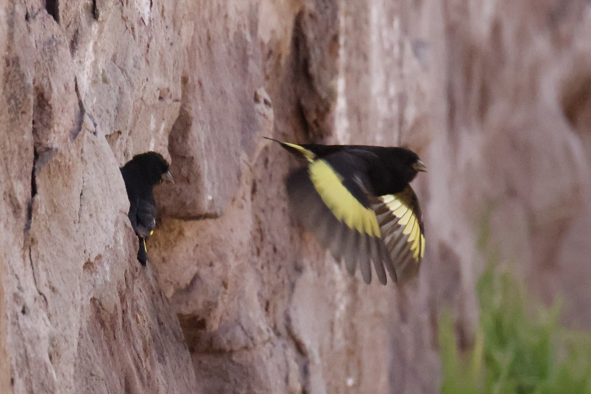 Black Siskin - ML636687587