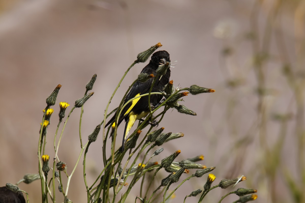 Black Siskin - ML636687588