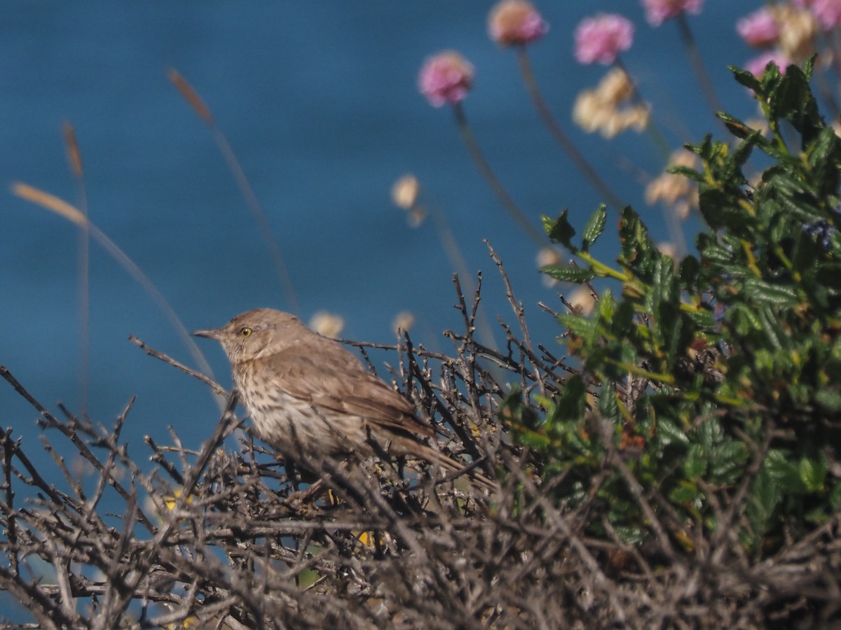 Sage Thrasher - ML636687611