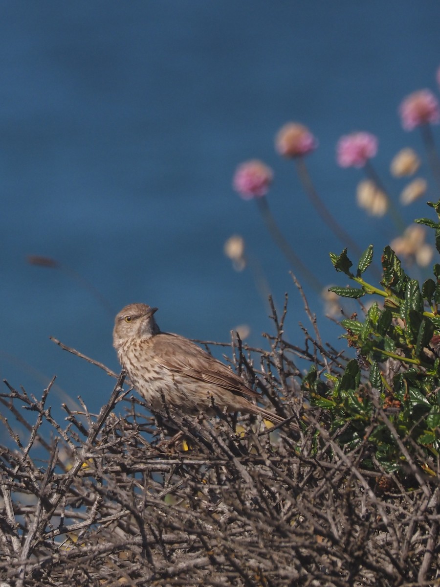 Sage Thrasher - ML636687661