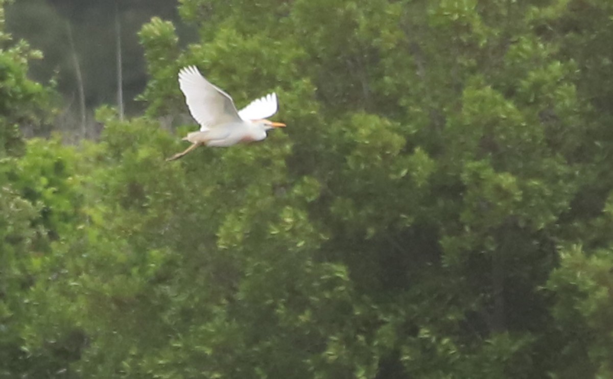 Western Cattle-Egret - ML636687675