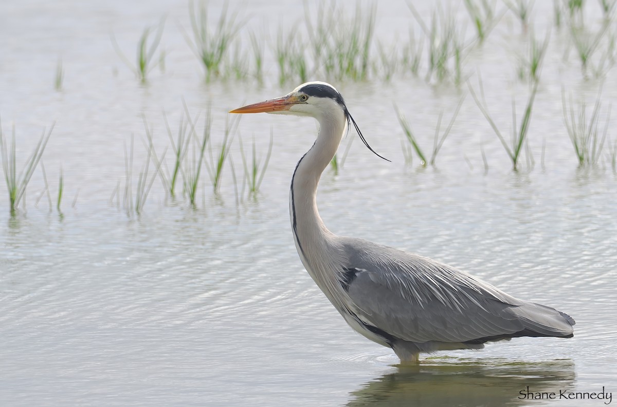 Gray Heron (Gray) - Shane Kennedy
