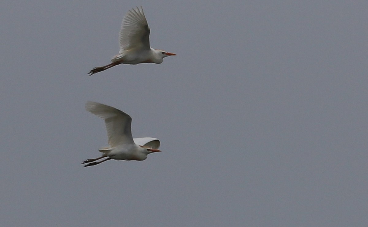 Western Cattle-Egret - ML636687689