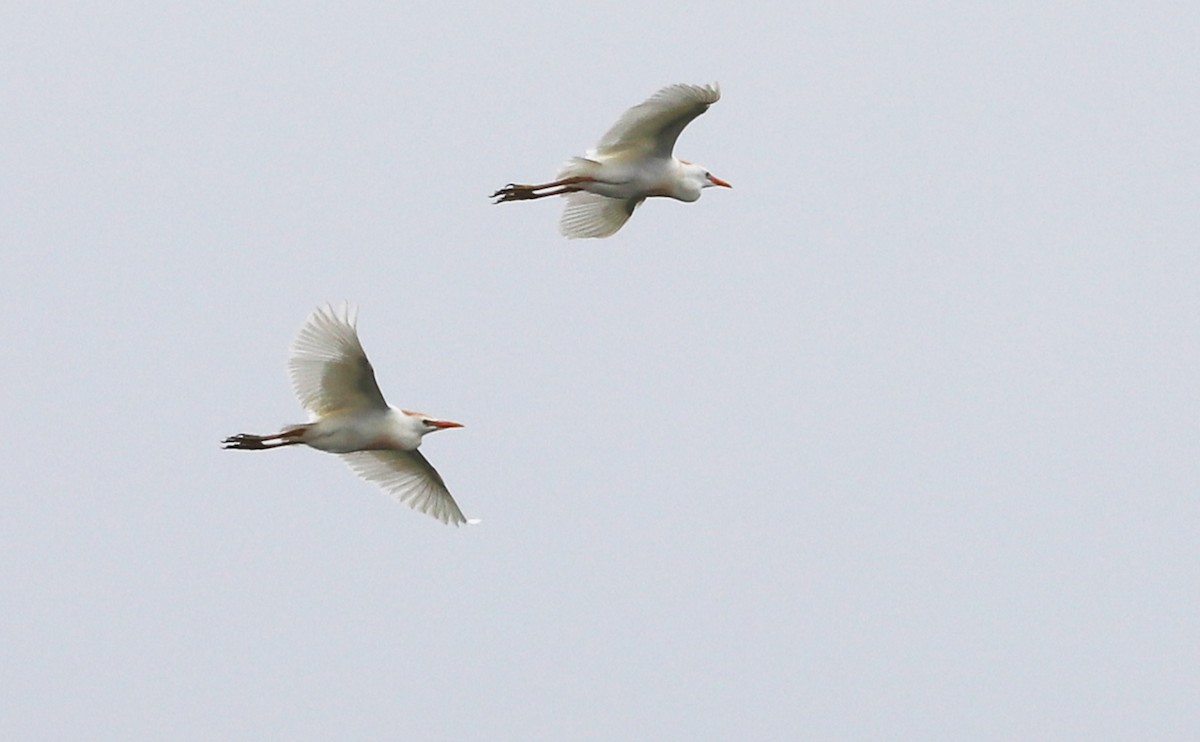 Western Cattle-Egret - ML636687691