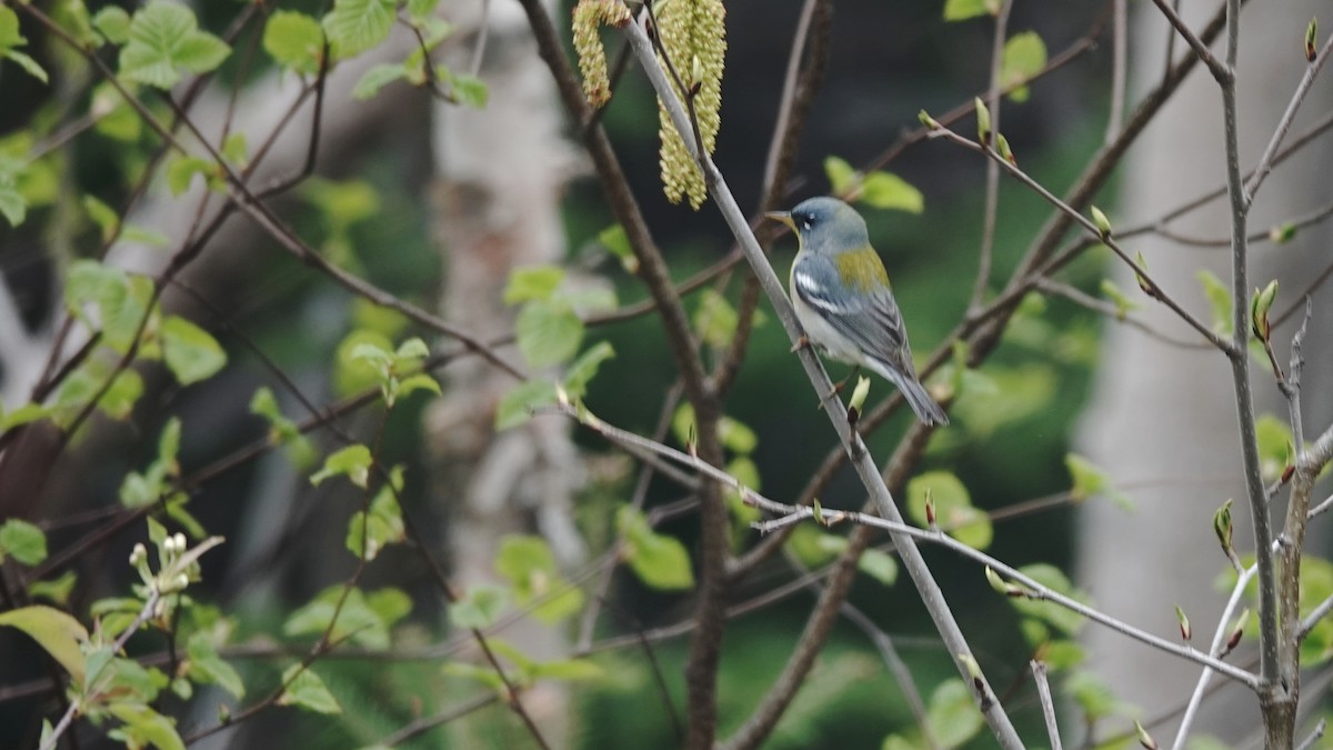 Kuzeyli Parula - ML636687696