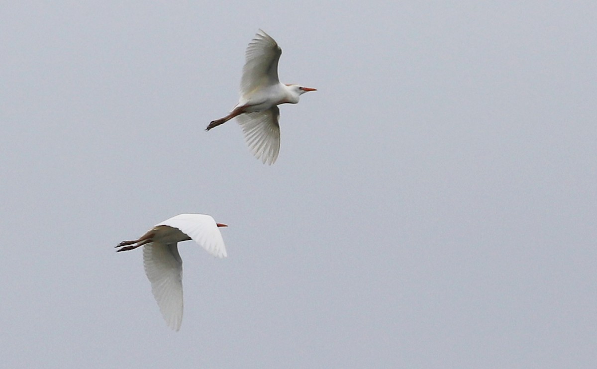 Western Cattle-Egret - ML636687709