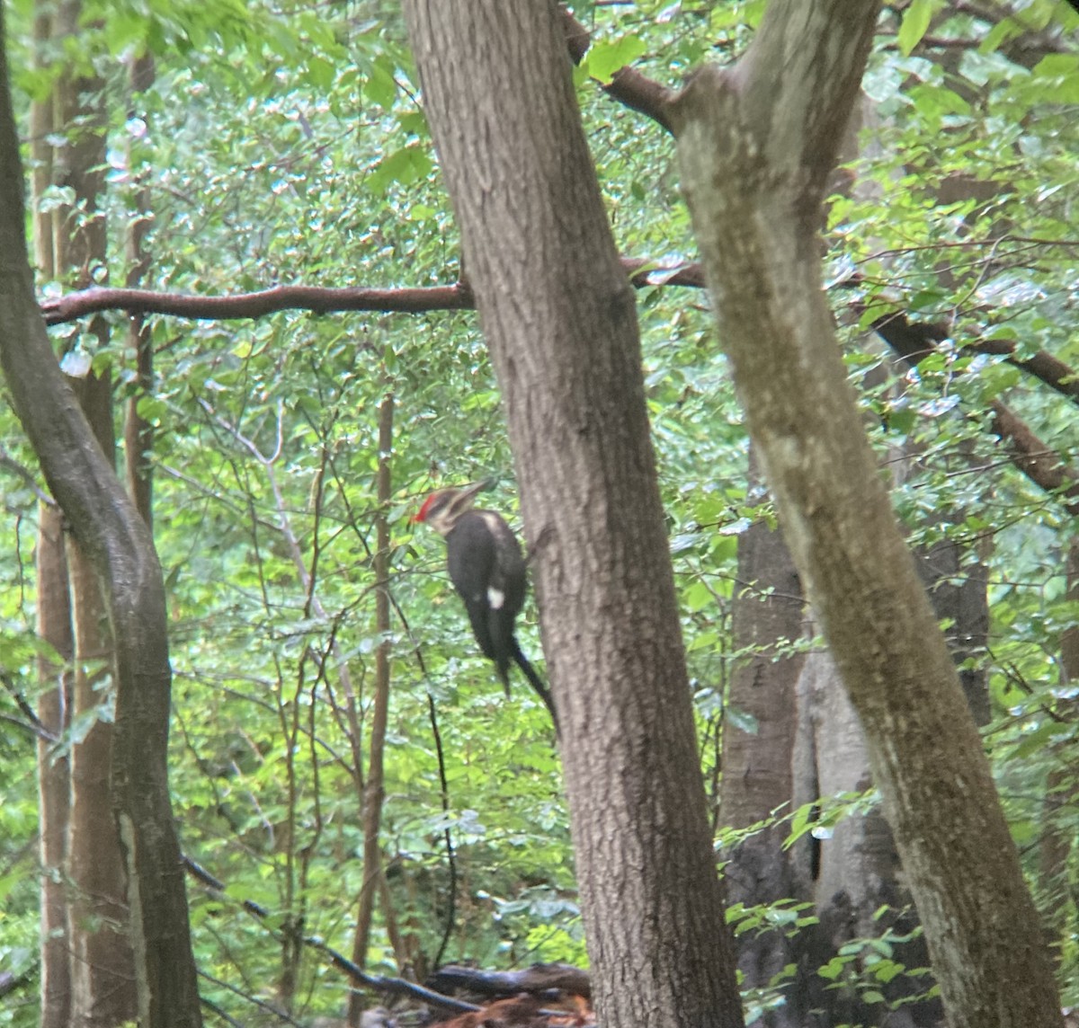 Pileated Woodpecker - ML636687714