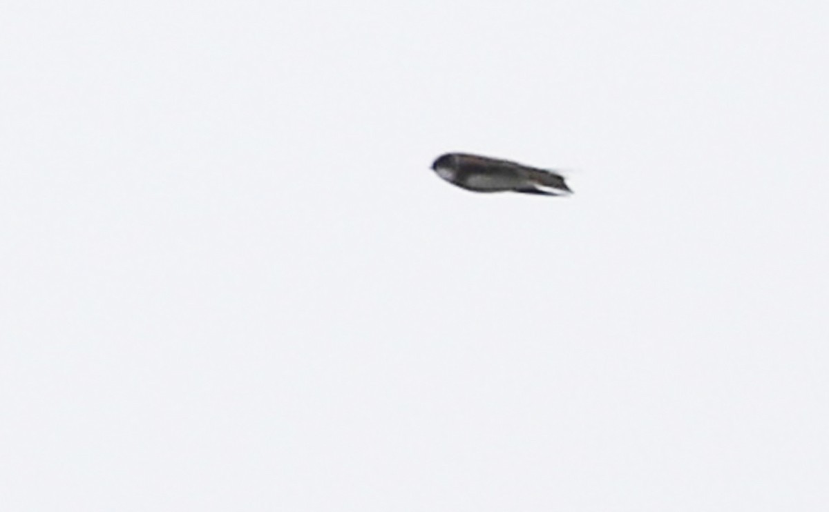 Bank Swallow - ML636687716