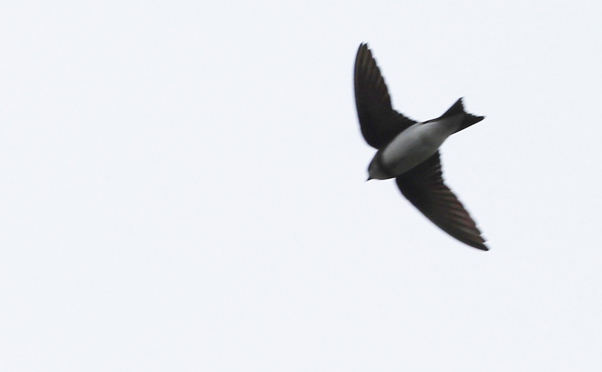 Bank Swallow - ML636687717