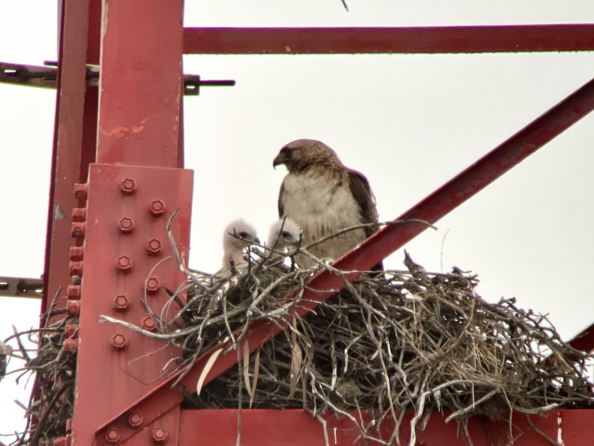 Red-tailed Hawk - ML636687785