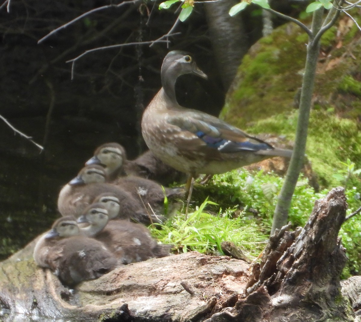 Wood Duck - ML636687823
