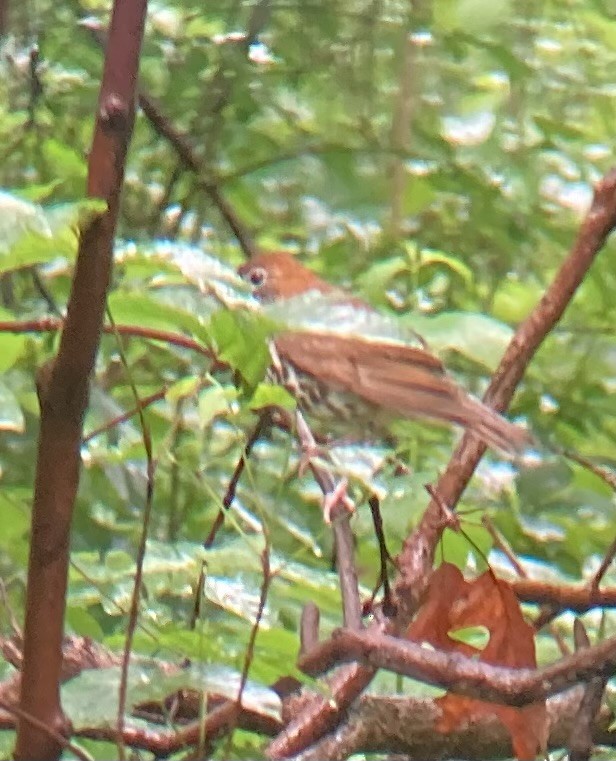 Wood Thrush - ML636687828