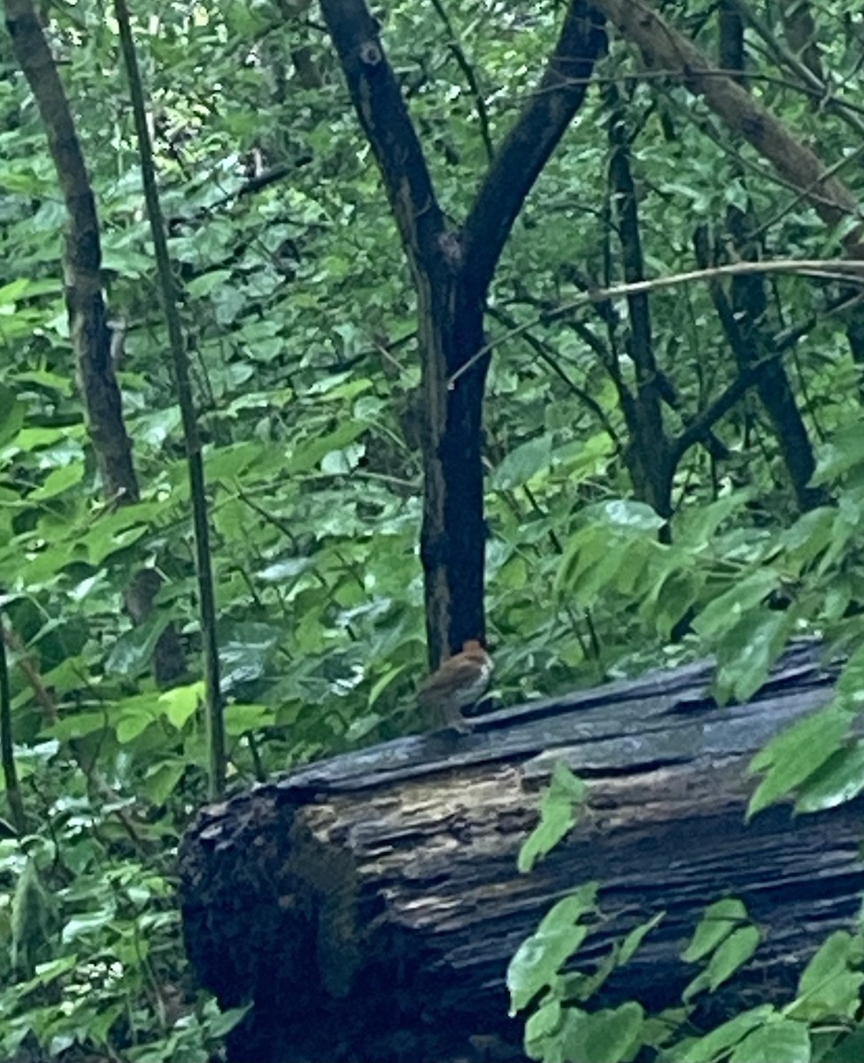 Wood Thrush - ML636687829