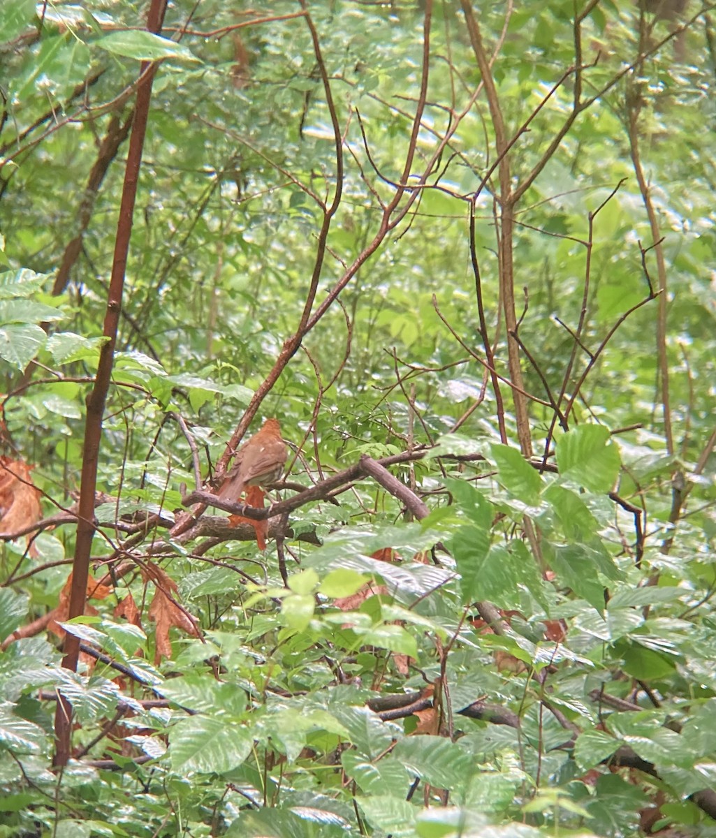 Wood Thrush - ML636687830