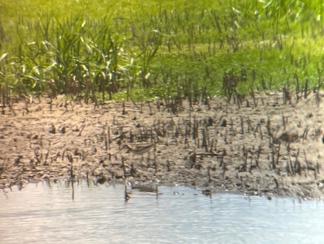 Wilson's Phalarope - ML636687863