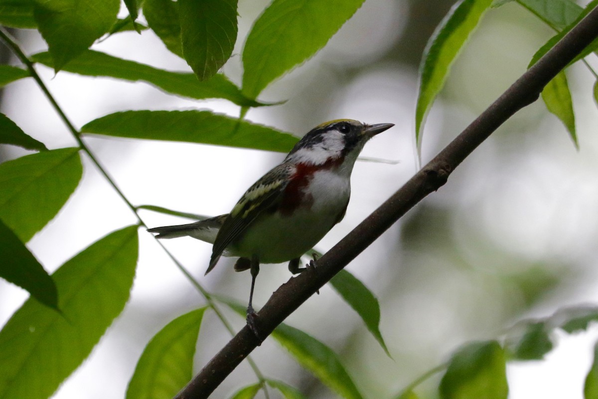 brunsideparula - ML636687866
