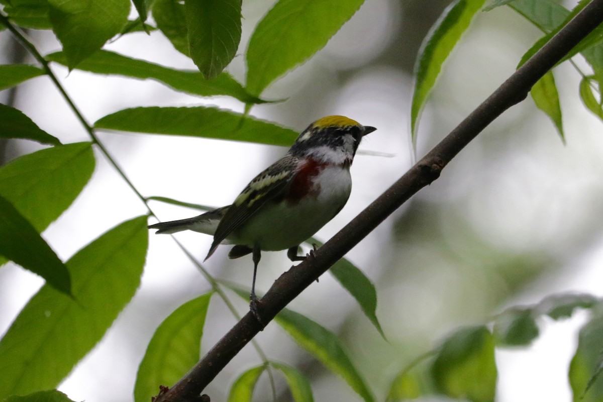 brunsideparula - ML636687867
