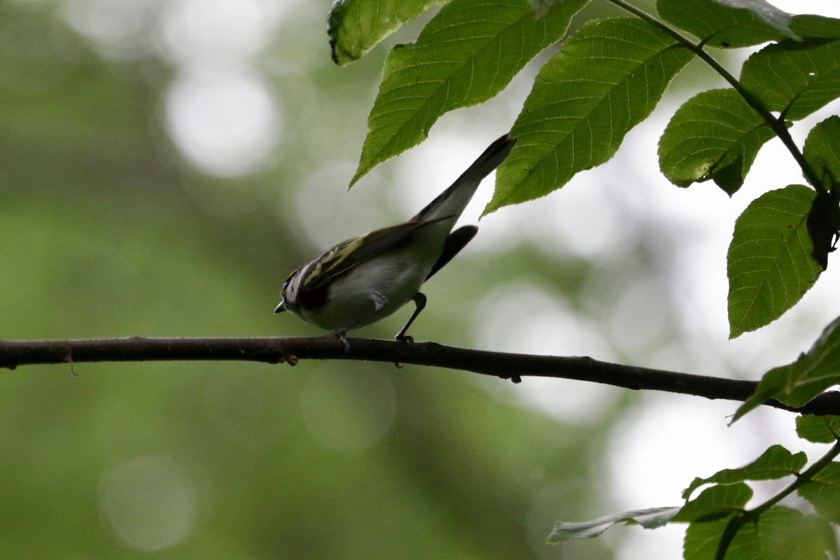 brunsideparula - ML636687868
