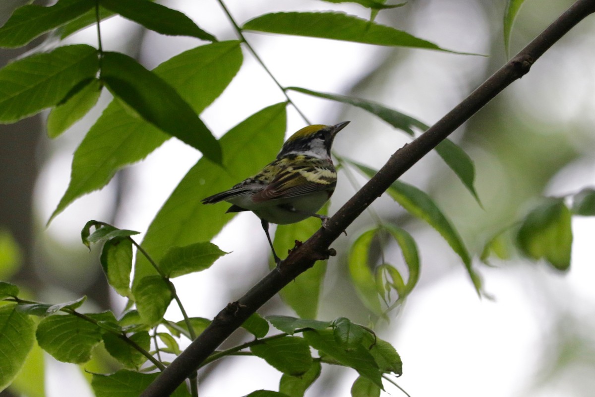 brunsideparula - ML636687870