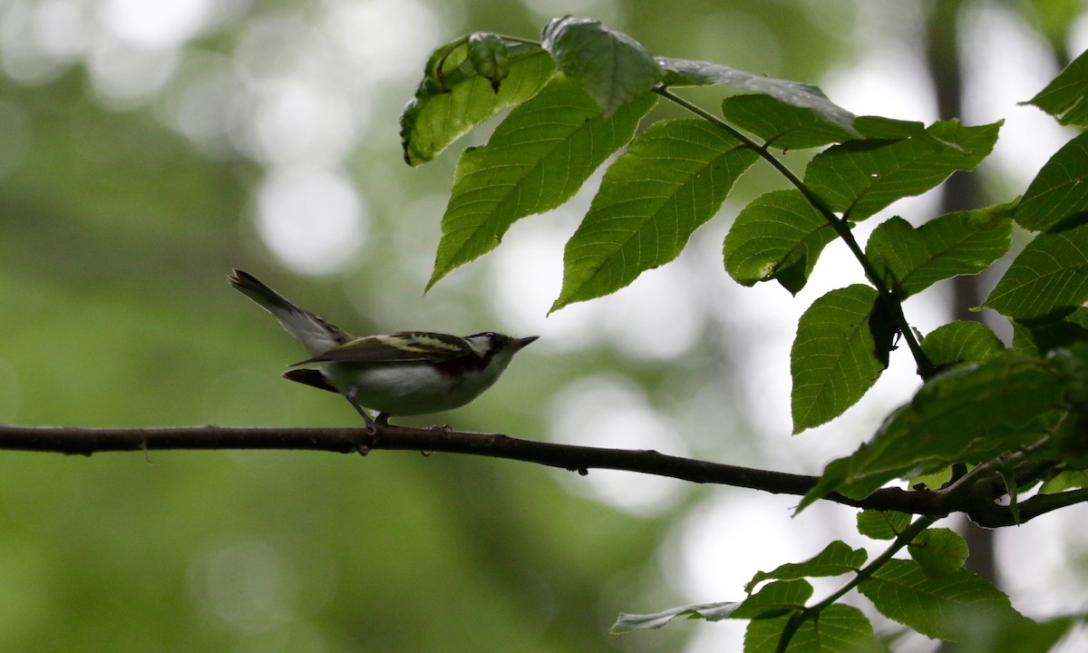 brunsideparula - ML636687871