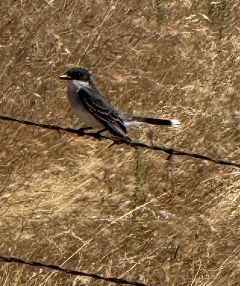 Eastern Kingbird - ML636687951